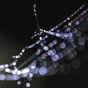 004 Spider's web 1013-1-2012