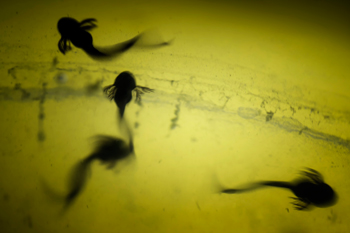 008 Frogspawn 1993-4-2014