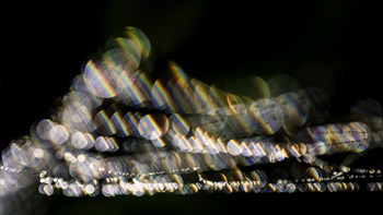 013 Spider's web 1137-3-2013