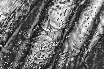 011 Nature Spider's web 8977-5-2012