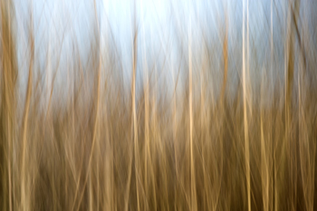 084 Landschaften Waldgeflüster 5054-3-2013